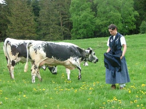 90da13ccee967139a0a68d505189d64b--cowbell-she-is